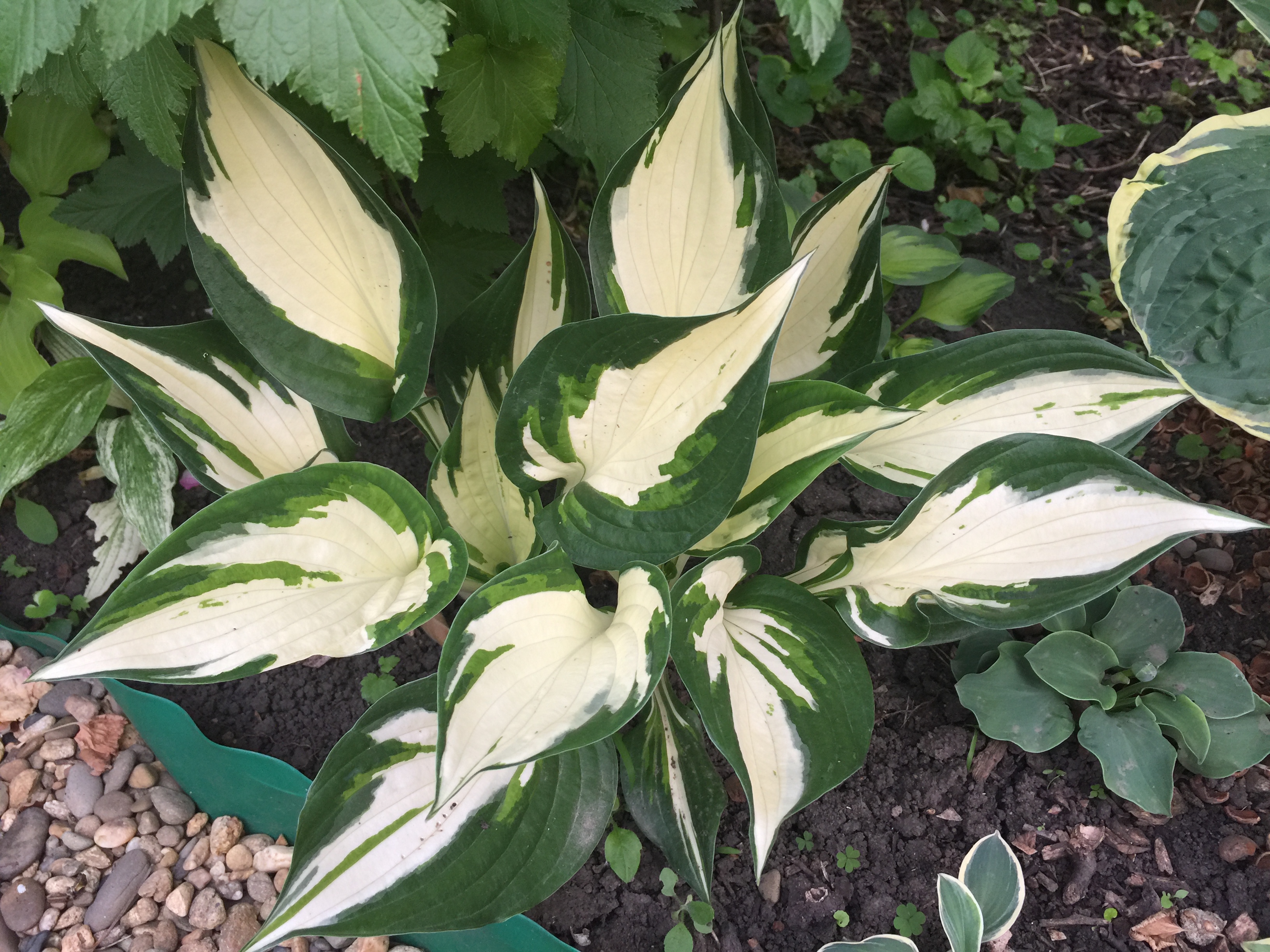 Hosta 'Loyalist'
